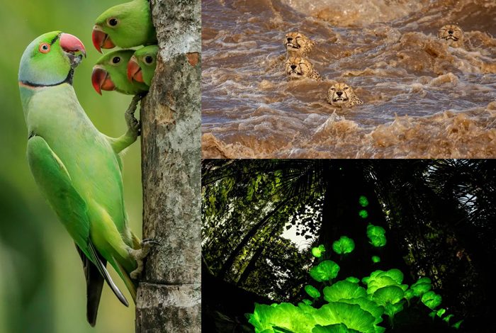  2021 වසරේ ප්‍රශස්තතම  වනජීවී ඡායාරූප මෙන්න !