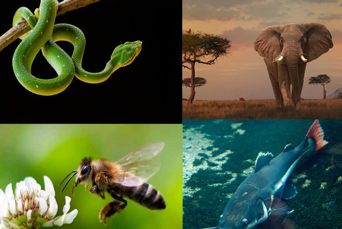 සංවේදන තියන සතුන්