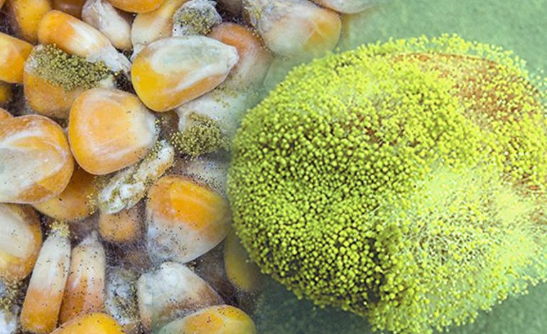 aflatoxin
